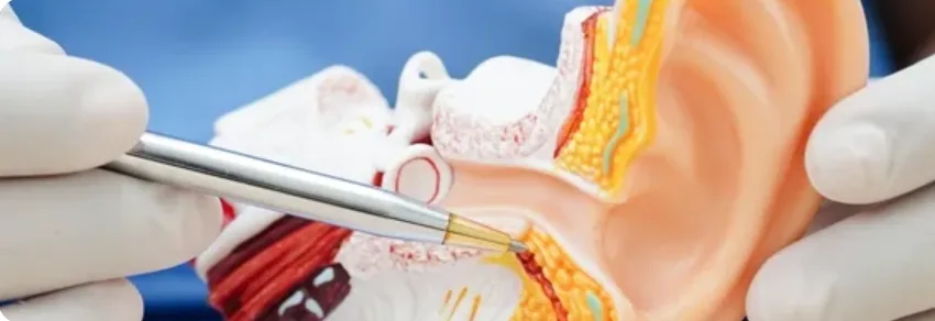 Gloved hands pointing a pen at an anatomical ear model